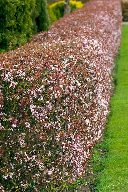 Slivoň trešňoplodá 80/100 cm, v květináči Prunus cerasifera